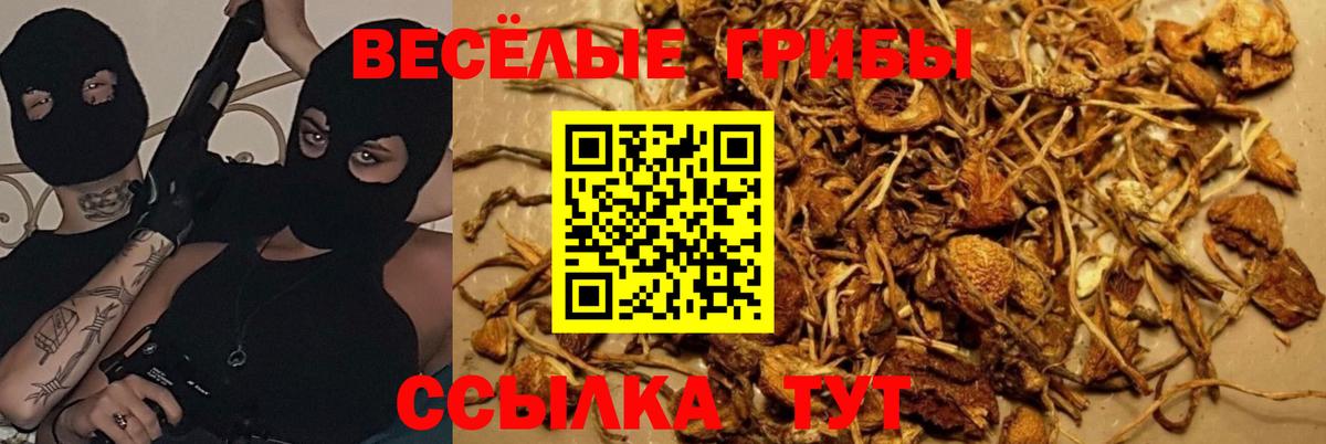 сколько стоит  Псилоцибиновые грибы GOLDEN TEACHER  Вход с VPN  Нижний Тагил 